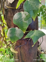 Adenia cordifolia