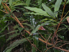 Hasora badra