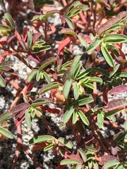 Euphorbia cumulicola