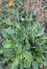 Scorzoneroides autumnalis