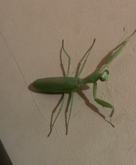 Hierodula transcaucasica