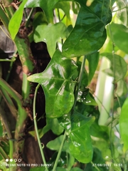 Adenia cordifolia