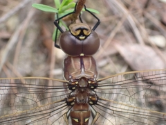 Adversaeschna brevistyla