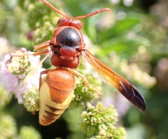 Rhynchium oculatum