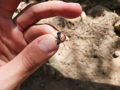 Camponotus japonicus