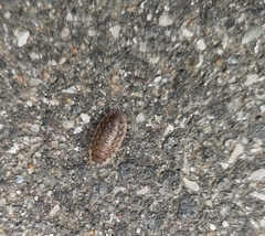 Oniscus asellus