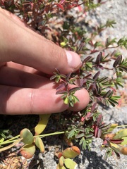 Euphorbia cumulicola