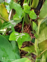 Adenia cordifolia