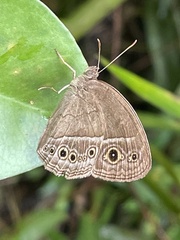 Mycalesis perseoides