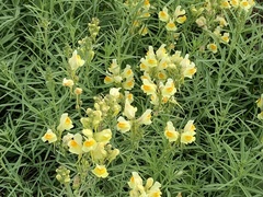 Linaria vulgaris