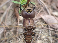 Adversaeschna brevistyla