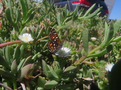 Apodemia virgulti