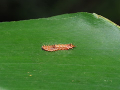 Drapetodes mitaria