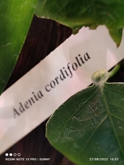 Adenia cordifolia