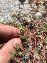Euphorbia cumulicola