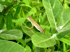 Calotes versicolor
