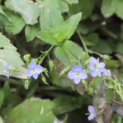 Veronica americana