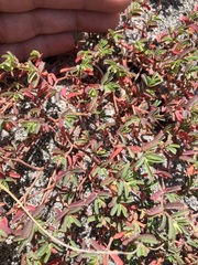 Euphorbia cumulicola