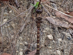 Adversaeschna brevistyla