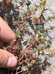 Euphorbia cumulicola