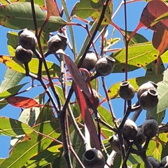 Corymbia gummifera