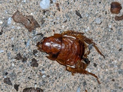 Periplaneta americana