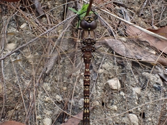 Adversaeschna brevistyla