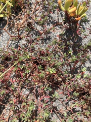 Euphorbia cumulicola