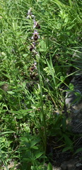Ophrys oestrifera