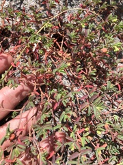 Euphorbia cumulicola