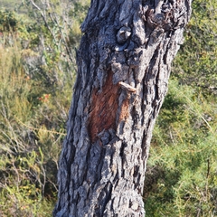 Corymbia gummifera