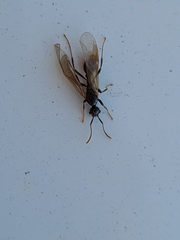 Myrmica