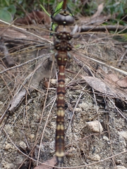 Adversaeschna brevistyla