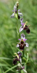 Ophrys oestrifera