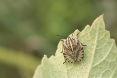 Graphosoma italicum italicum