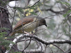 Ptilonorhynchus violaceus