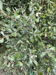 Elaeagnus oldhamii