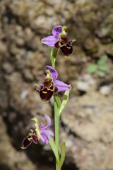 Ophrys oestrifera