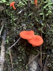 Cantharellus cinnabarinus