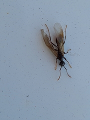 Myrmica