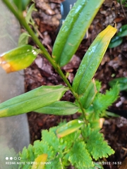 Zingiber singapurense