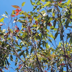 Corymbia gummifera
