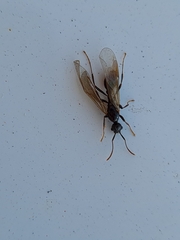 Myrmica