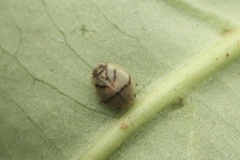 Hemisphaerius signifer