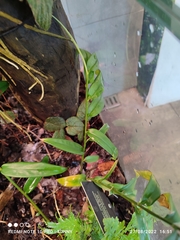 Zingiber singapurense