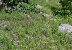 Anacamptis pyramidalis