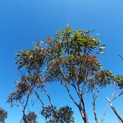 Corymbia gummifera