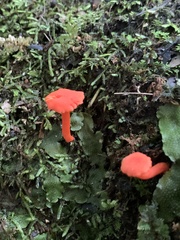 Cantharellus cinnabarinus