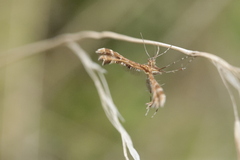 Oxyptilini