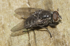 Muscidae